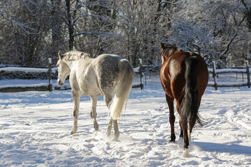Pferde,Schnee,Winter,Ponys,Tiere, kalt, Eis, Natur, Koppel, Weide, Lebensfreude, Horse, Wald, Toben.