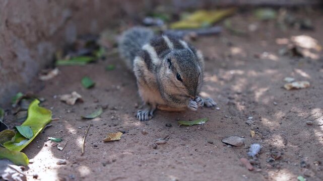 Indian palm squirrel foraging on ground in natural outdoor environment