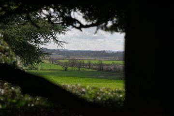 a view through a tree