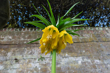 Crown Imperial