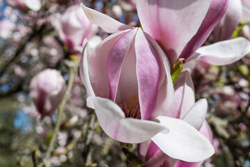 pink magnolia flower