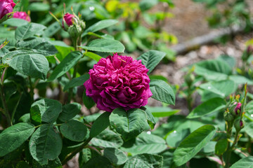 pink rose bush