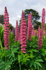 red and yellow flowers