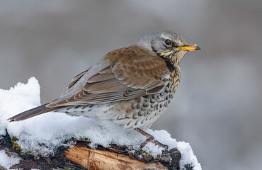 Fieldfare (turdus pilaris) perched on snowy branch in cold winter with head turn back