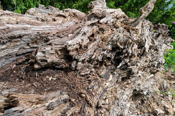 trunk of a tree 03