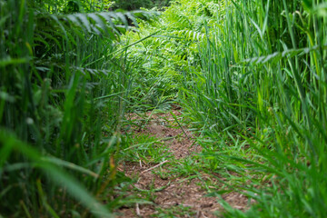 Path Through Grass 02