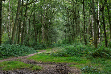 Fototapeta premium path in the woods