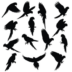 Obraz premium set of parrots illustration Vector