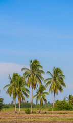 Palm Trees in Tropical Field