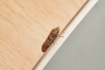 Spittlebug macro insect resting on wooden surface