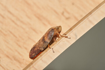 Spittlebug macro insect resting on wooden surface