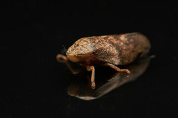 Spittlebug macro insect reflected on black surface