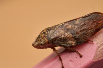Spittlebug macro insect on pink pencil