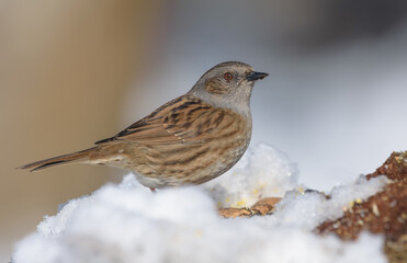 Early migration guest Dunnock (prunella modularis) asking for help in deep snow near feeder in very cold early spring 