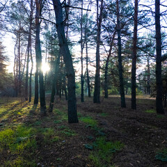 Fototapeta premium Sunlight filtering through tall pine trees in a quiet forest, casting long shadows on mossy ground and grass. Peaceful woodland landscape at sunrise or sunset, natural light and calm mood.