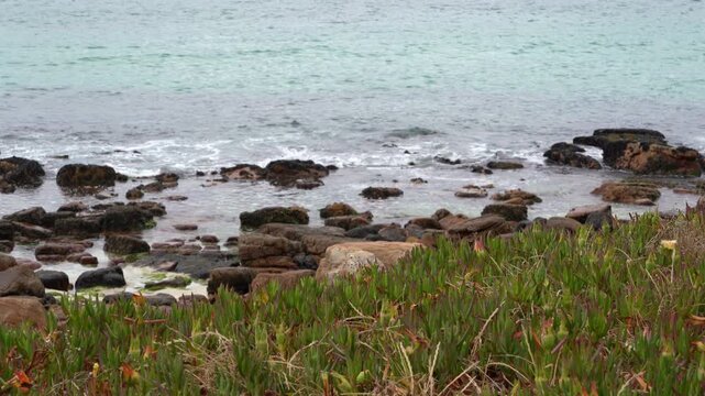 Pigface plants by the rocky beach with blue waters
