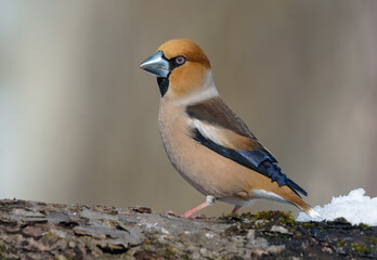 Smart male hawfinch (Coccothraustes coccothraustes) stands on thick branch in cold early spring