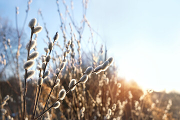 fluffy willow buds close up on abstract sunny nature background. artistic nature image with blossom willow branches outdoor. symbol of early spring season, Palm sunday, Easter