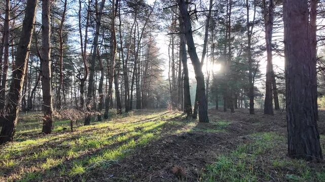 Sunlight filtering through tall pine trees in a quiet forest, casting long shadows on mossy ground and grass. Peaceful woodland landscape at sunrise or sunset, natural light and calm mood.