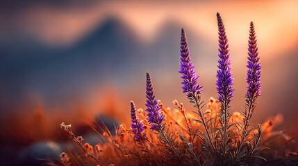 Purple wildflowers bloom at sunset with blurred mountain background.
