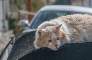 Stray Ginger Cat Resting Outdoors on a Car Hood