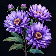 Purple aster blossoms with golden centers contrasted against a plain dark background, accented by lush green leaves