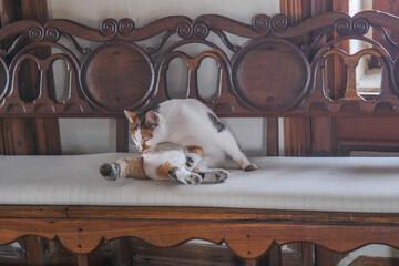 Calico Cat Lying on Sofa in Cozy Home Interior