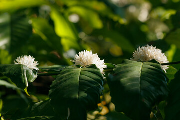 Green coffee leaf with white flower on a nature  background