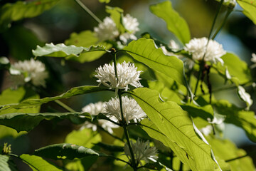 Green coffee leaf with white flower on a nature  background