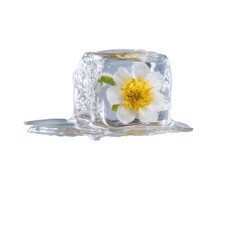 Single Melting Ice Cube With A Tiny Flower Frozen Isolated