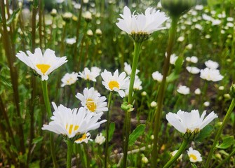 white daisies in the grass