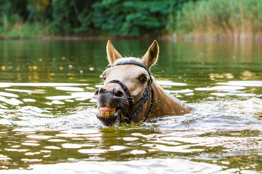 schwimmendes Pferd