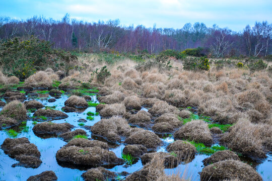 field of grass