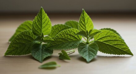 Lush green sprigs of aromatic herb, freshly picked, lie on light wood surface, illuminated softly