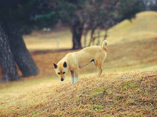 불로동 고분군 들개 (떠돌이개)