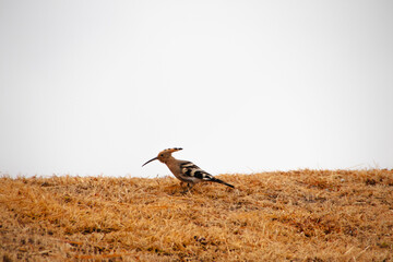 걸어다니는 후투티 새