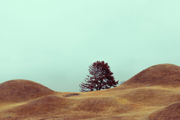대구광역시 불로동 고분군