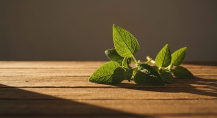 Sunlit oregano sprig rests on rustic wooden surface