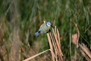 blue tit on a branch © Duvekot Fotografie