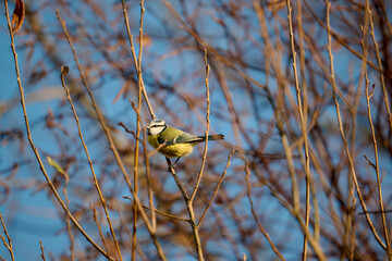 blue tit on a branch © Duvekot Fotografie