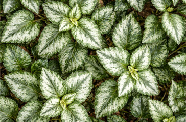 Miana leaf background macro image of green leaves