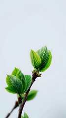 Close-Up of Fresh Green Leaves Budding on a Small Branch