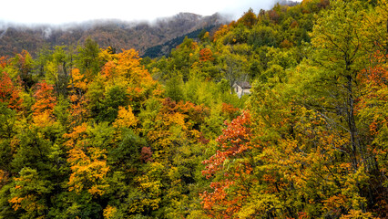 Fototapeta premium Fogliame autunnale nel Parco Naturale delle Foreste Casentinesi, Appennino Tosco-Romagnolo. Panorami autunnali delle montagne bolognesi. Bologna, Emilia-Romagna, Italia.