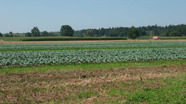 Landwirtschaft in Uster, Blick auf ein Feld im Monat August, Ackerbau in der Schweiz