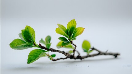 Close-Up of Fresh Green Leaves Budding on a Small Branch