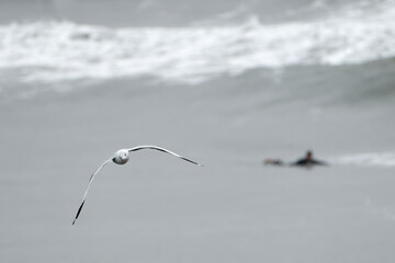Seagull flying towards the observer above a grey ocean, with a surfer waiting for waves in the background