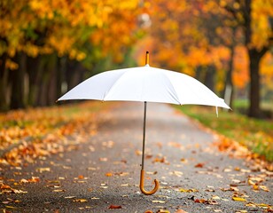 White umbrella on a wet path with colorful fall foliage