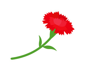 カーネーション