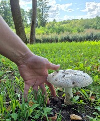 hand holding mushrooms
