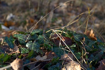 natur gras wald blatt baum